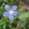 Wahlenbergia marginata