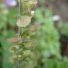 Scutellaria indica