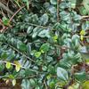 Eurya crenatifolia