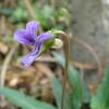 Viola inconspicua nagasakiensis