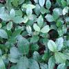 Sarcandra glabra