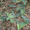 Lasianthus obliquinervis obliquinervis