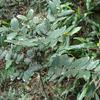 Lasianthus wallichii