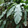 Alpinia uraiensis