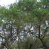Ficus microcarpa