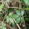 Gynostemma pentaphyllum