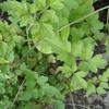 Clematis grata