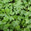 Hydrocotyle sibthorpioides
