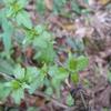 Premna microphylla