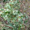 Syzygium buxifolium