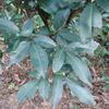 Glycosmis citrifolia