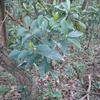 Tricalysia dubia