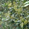 Ilex ficoidea