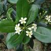 Pittosporum tobira