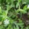 Stellaria alsine