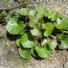 Centella asiatica