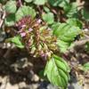 Clinopodium gracile