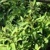 Lysimachia decurrens