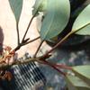 Daphniphyllum glaucescens oldhamii