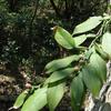 Pothos chinensis