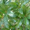 Myrica rubra
