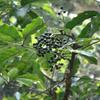 Schefflera octophylla