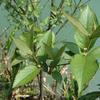 Callicarpa formosana formosana