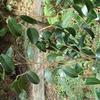 Camellia tenuifolia