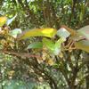 Actinidia callosa callosa