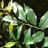 Symplocos setchuensis