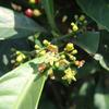 Psychotria rubra