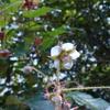 Rubus swinhoei