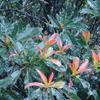 Elaeocarpus sylvestris