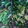 Anodendron affine