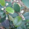 Rhodomyrtus tomentosa