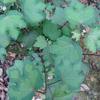 Urena procumbens