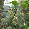 Urceola micrantha