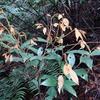 Styrax suberifolia