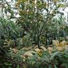 Adinandra formosana