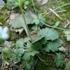 Androsace umbellata