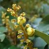 Mallotus philippensis