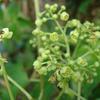 Euscaphis japonica