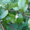 Ilex asprella