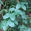 Berchemia formosana