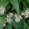 Eupatorium clematideum clematideum