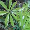Machilus japonica kusanoi