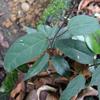 Tylophora taiwanensis