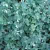 Leucas chinensis