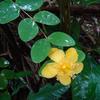Hypericum formosanum