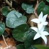 Geophila herbacea